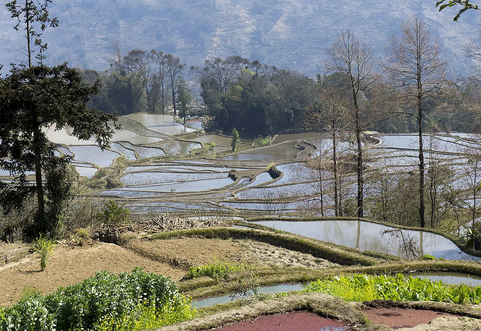 Reflective rice terraces across the hills of Yunnan